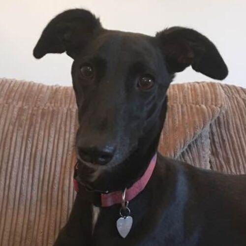 Online Book of Remembrance | Rainbow Bridge Pet Funeral Services