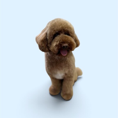 Dog spa, dog salon, dog styling, qualified, insured