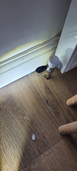 Is Pest Control Worth Doing? A Closer Look at Pest Control in Enfield