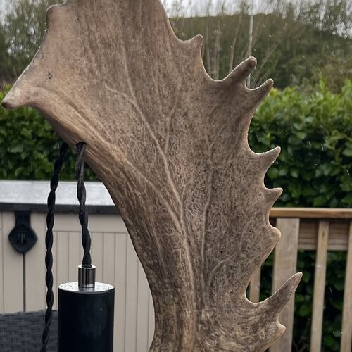 Red Deer Antler Lamp.