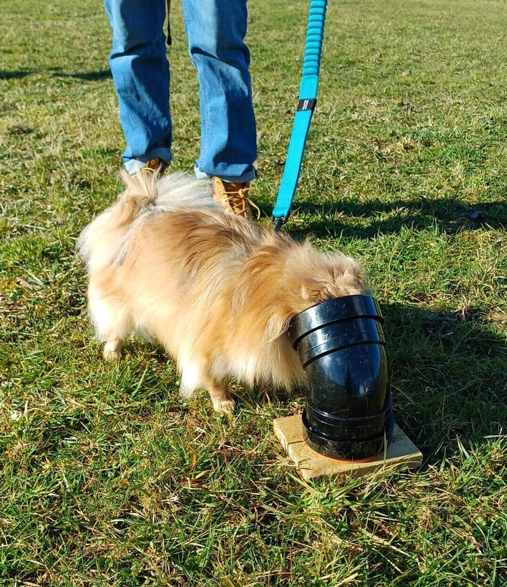 Classes | Help My Dog | Dog trainer Pembrokeshire | Dog behaviourist Pembrokeshire | Help my dog