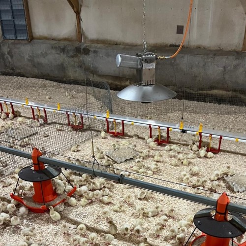 AURA Brooder Field Trial
