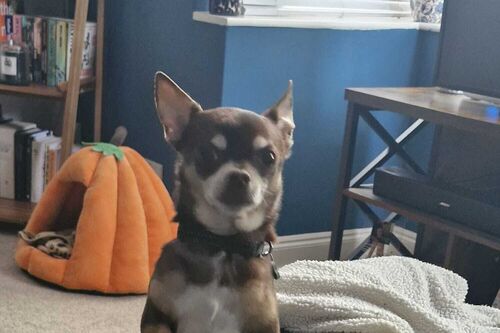 Luna and Rocco