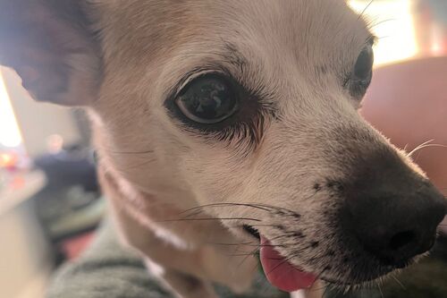 Our Dogs | British Chihuahua Rescue
