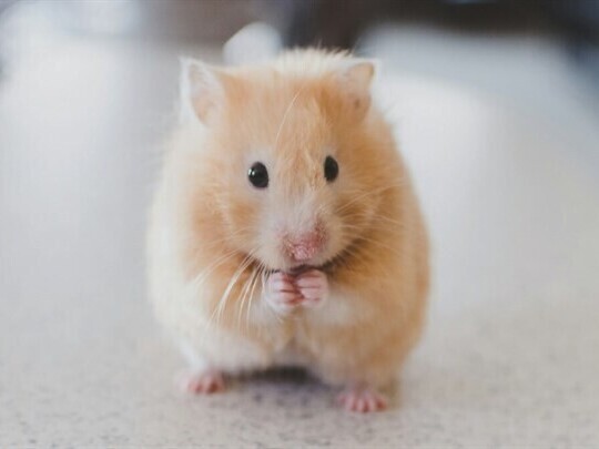 Individual Pet Cremation