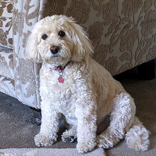 Online Book of Remembrance | Rainbow Bridge Pet Funerals