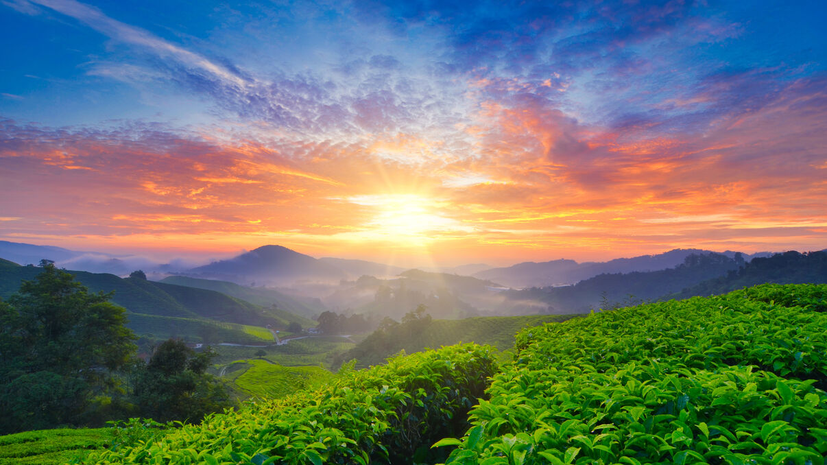 Explore Cameron Highlands