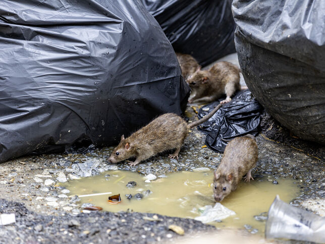 Gallery | Northdowns Pest Control Ltd | Pest control Guildford | Rodent control Guildford, Woking | Wasp nest removal Surrey