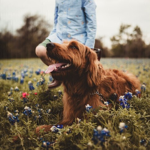 What to Expect During a Home Euthanasia Visit