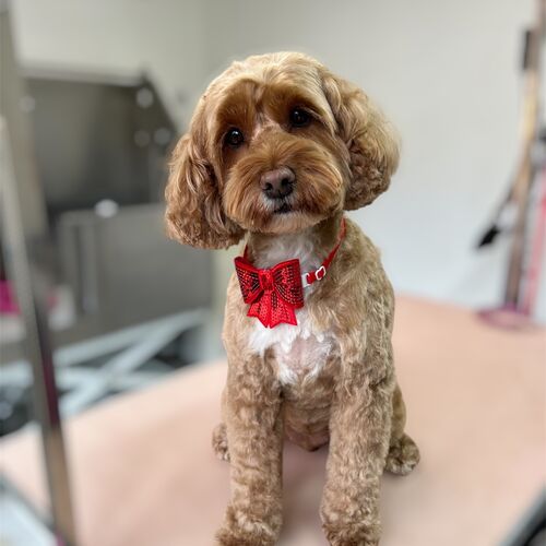 Windle Woofs | Dog Grooming | Photos | Gallery |