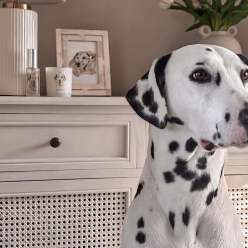 The Dalmatian Candle