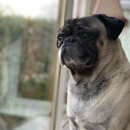 Online Book of Remembrance | Rainbow Bridge Pet Funeral Services