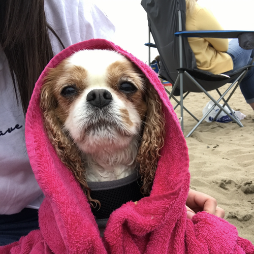 Online Book of Remembrance | Rainbow Bridge Pet Funeral Services