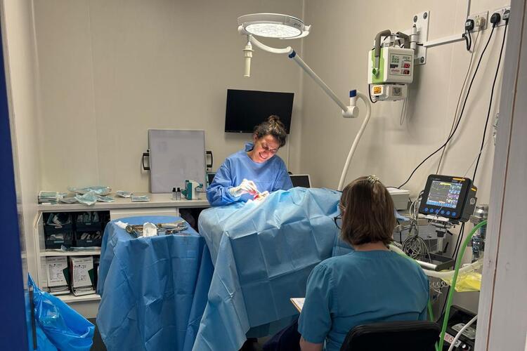 Consultations | Rose Valley Vets