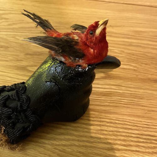 Beautiful Red Tropical Bird on Hand