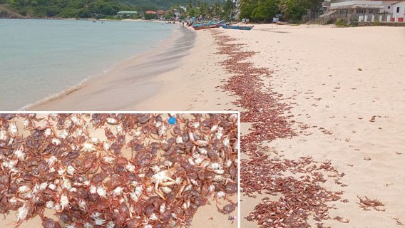 திருமலையில் இறந்து கரையொதுங்கும் நண்டுகள்