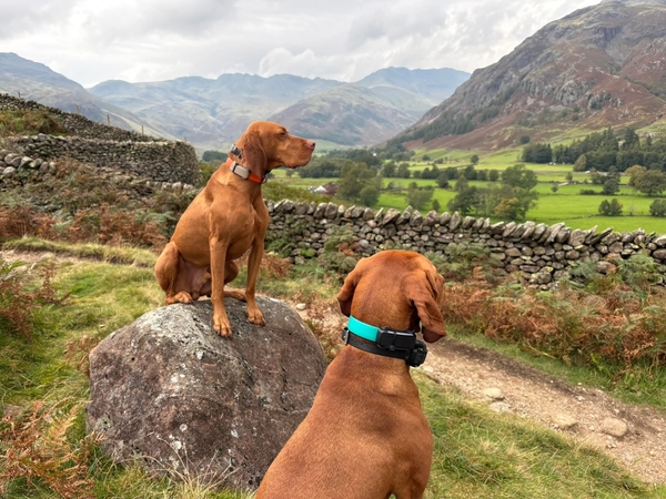 Dog Friendly Stays at The Westbourne B&B