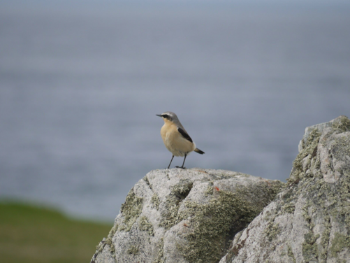 FULL - Isle of Anglesey, Wales 2026 - FULL
