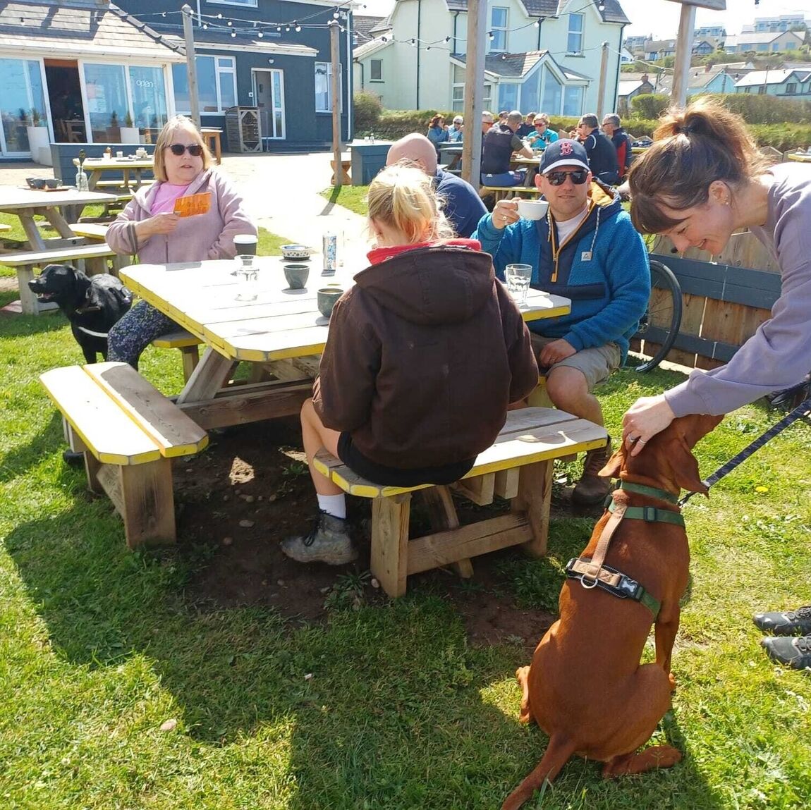 Classes | Help My Dog | Dog trainer Pembrokeshire | Dog behaviourist Pembrokeshire | Help my dog