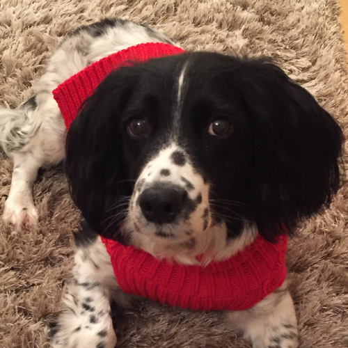 Online Book of Remembrance | Rainbow Bridge Pet Funeral Services