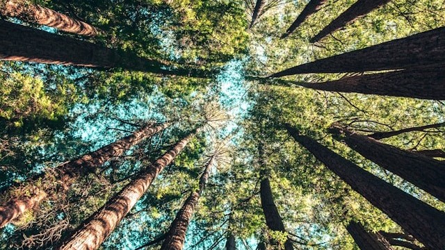 Discover the healing power of forest bathing during menopause