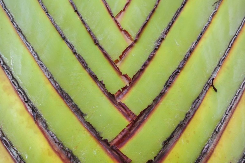 Compassion Focused Therapy (CFT)