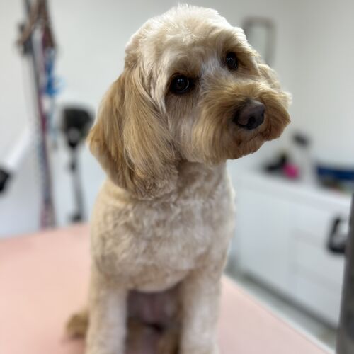 Windle Woofs | Dog Grooming | Photos | Gallery |