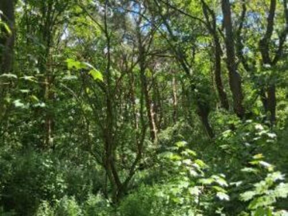 Portal Woodlands Sale | Martlesham Parish Council | Martlesham parish council planning | Martlesham parish council meeting | Martlesham parish council finance