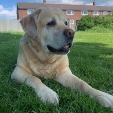 Online Book of Remembrance | Rainbow Bridge Pet Funerals