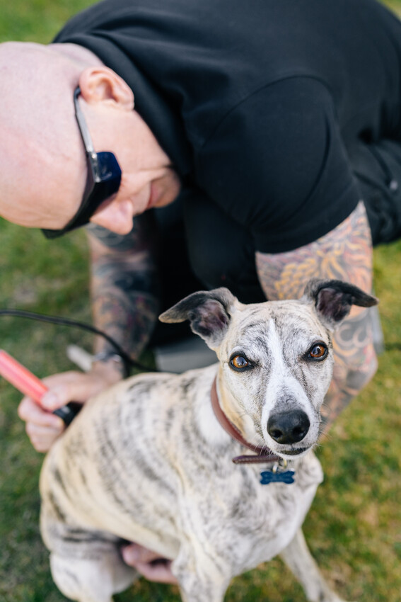 Dog pysiotherapy using low level laser 