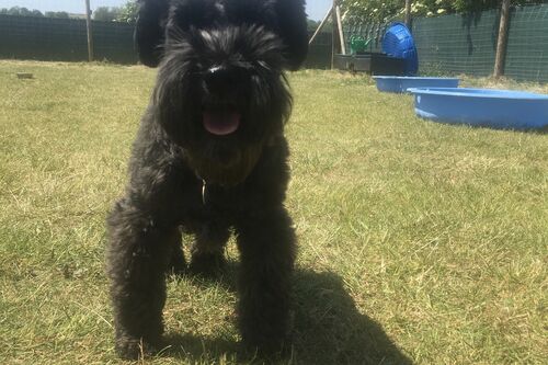 Gallery | Brixham Dog Training