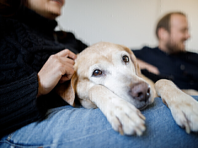 At Home Euthanasia