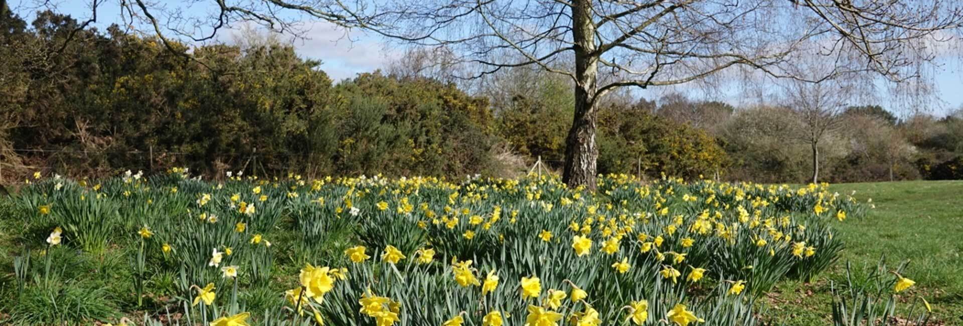 Martlesham parish council finance