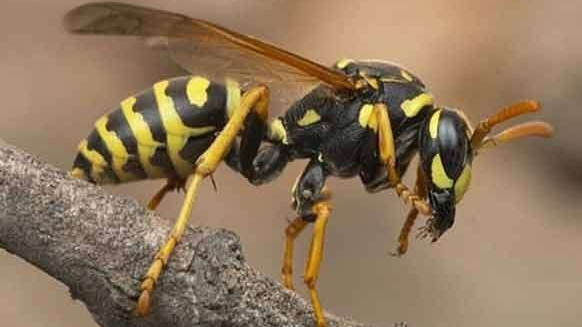 குளவி கொட்டுக்கு இலக்கான முதியவர் ஒருவர் உயிரிழப்பு