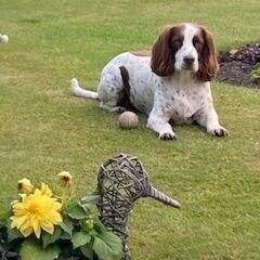 Online Book of Remembrance | Rainbow Bridge Pet Funerals