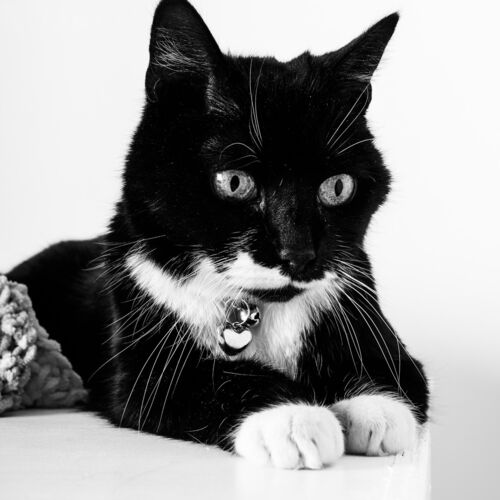Online Book of Remembrance | Rainbow Bridge Pet Funeral Services