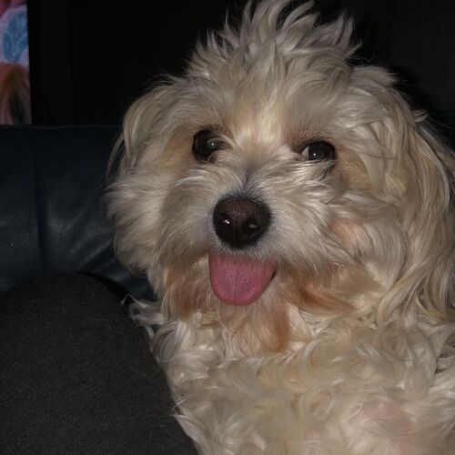 Online Book of Remembrance | Rainbow Bridge Pet Funeral Services