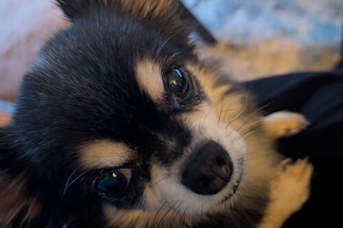 Ozzie