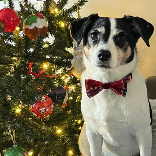 Online Book of Remembrance | Rainbow Bridge Pet Funeral Services