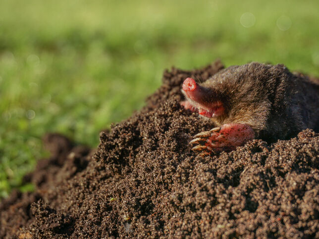 Gallery | Northdowns Pest Control Ltd | Pest control Guildford | Rodent control Guildford, Woking | Wasp nest removal Surrey