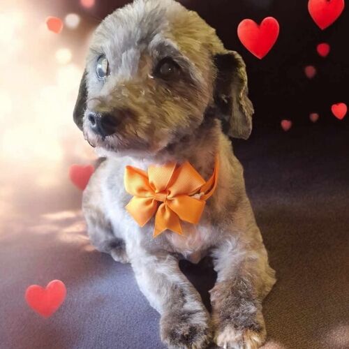 Online Book of Remembrance | Rainbow Bridge Pet Funeral Services