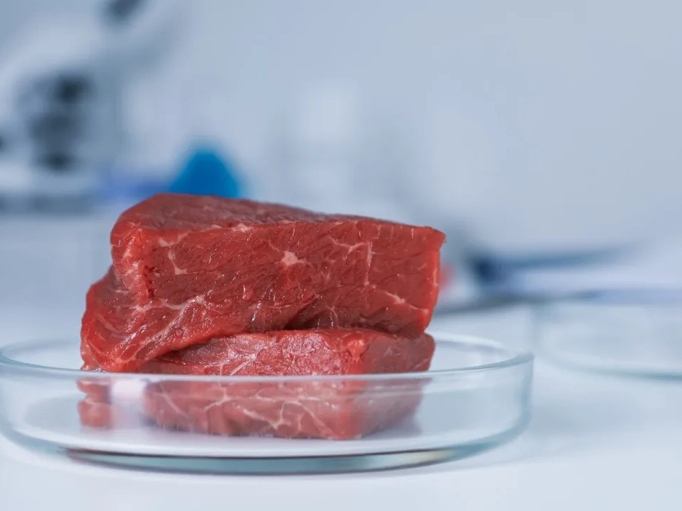 Investment for innovative cultured protein producer