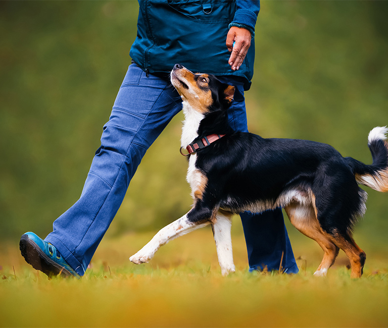 Adult Handling Skills | Brixham Dog Training