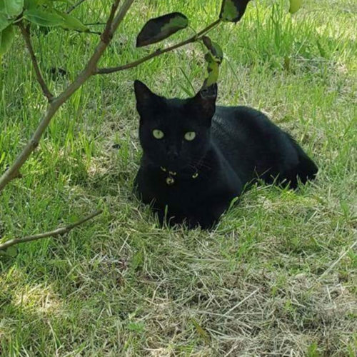 Online Book of Remembrance | Rainbow Bridge Pet Funeral Services
