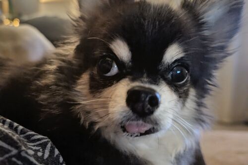 Ozzie