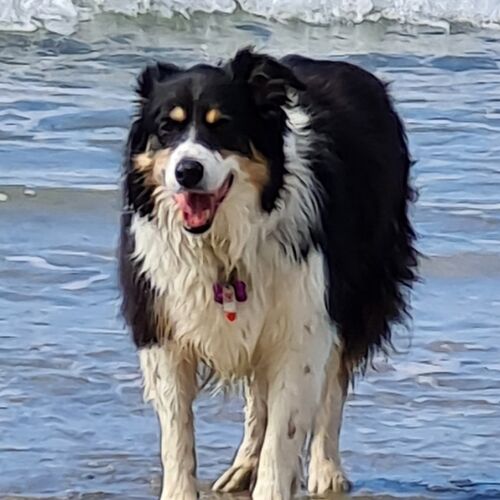 Online Book of Remembrance | Rainbow Bridge Pet Funeral Services