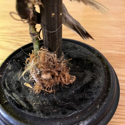 Taxidermy Specimens Under Glass Dome