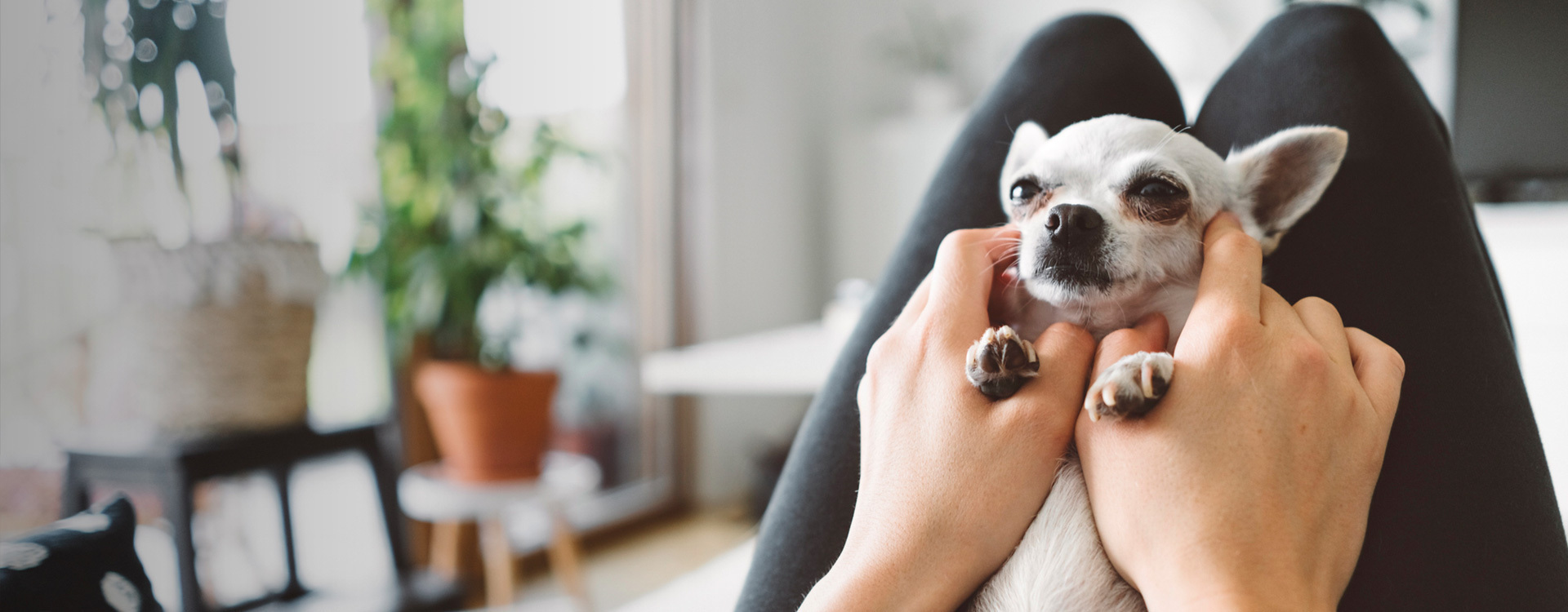 Rehoming Chihuahuas UK