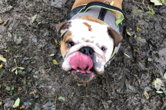 Gallery | Brixham Dog Training