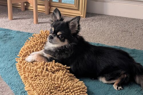Ozzie